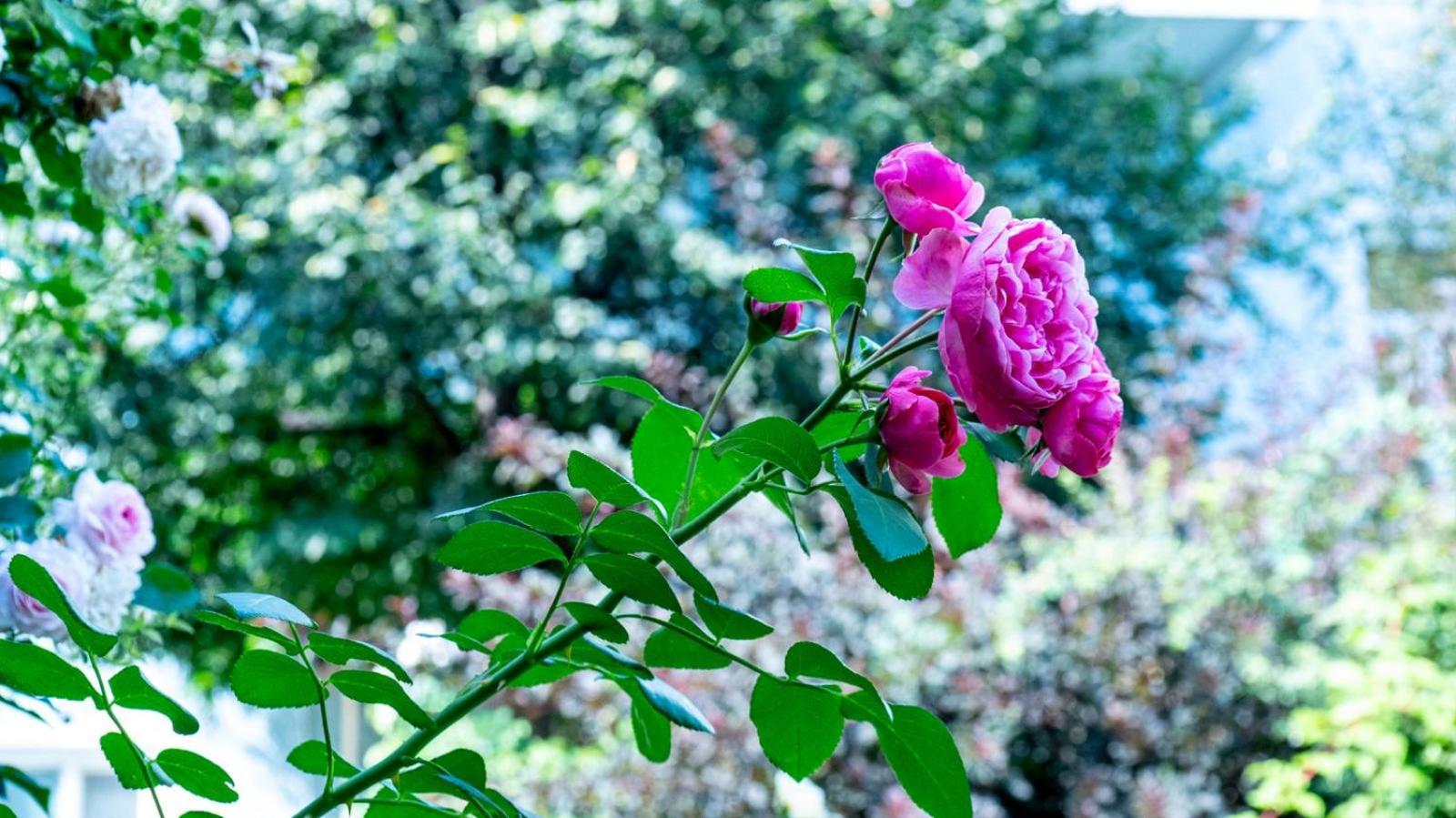 גראץ Hotel Villa Rueckert מראה חיצוני תמונה